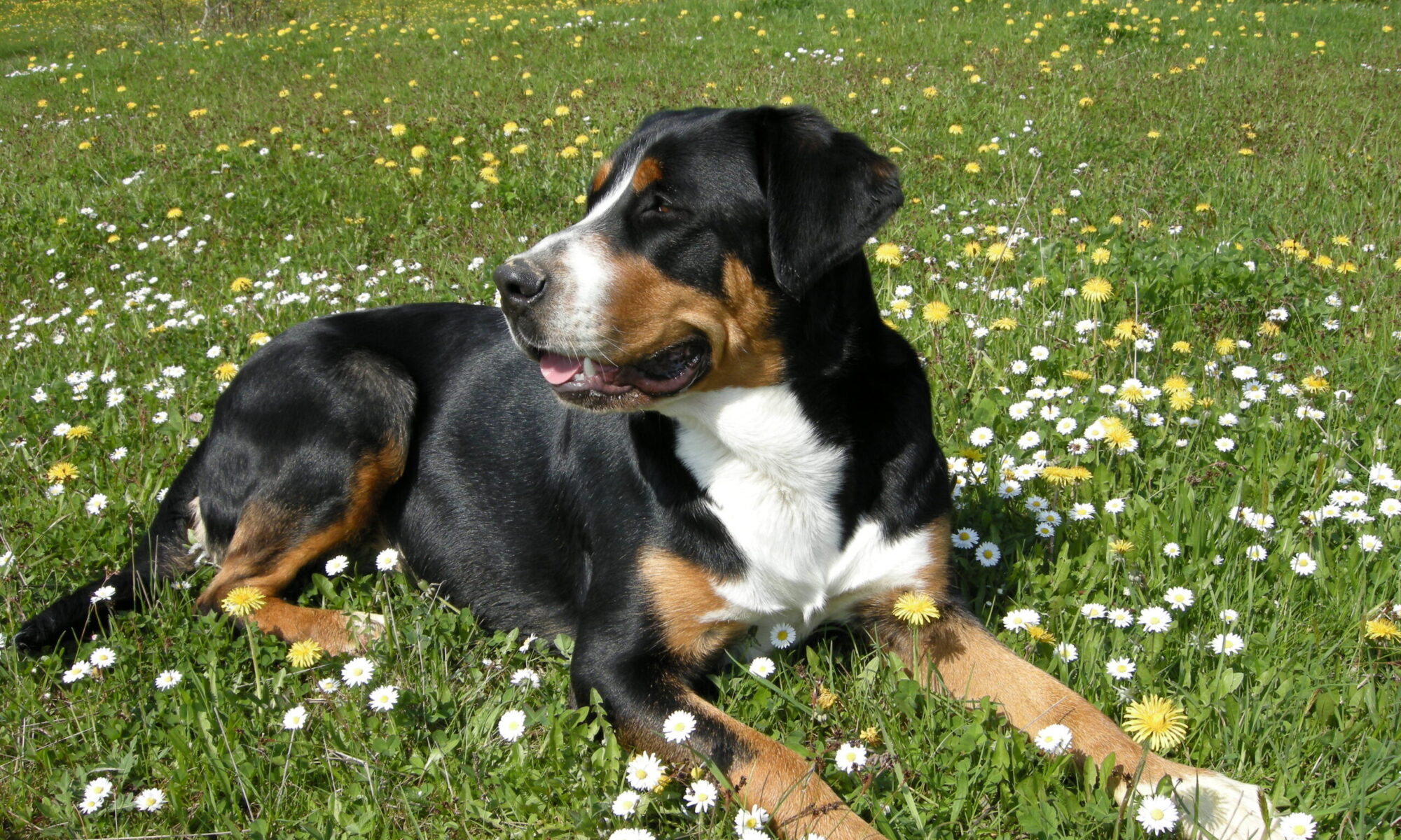 Duży Szwajcarski Pies Pasterski